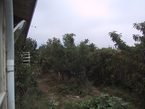 house fruit trees